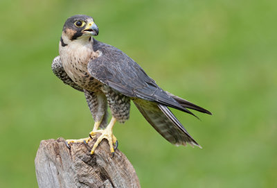 Peregrine falcon / Slechtvalk