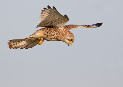 Kestrel / Torenvalk