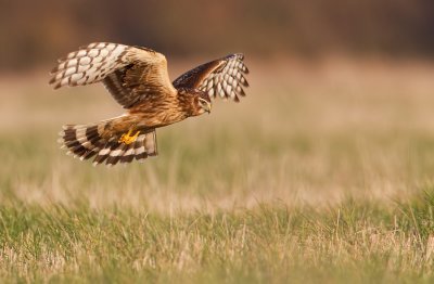 Hen harrier / Blauwe kiekendief