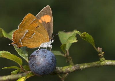 Brown Hairstreak / Sleedoornpage