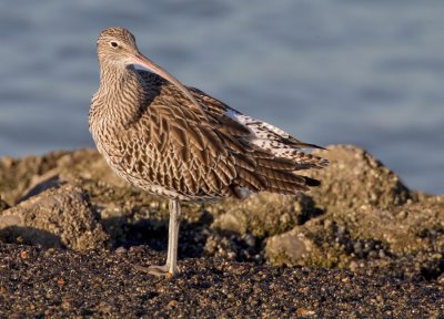 Curlew / Wulp