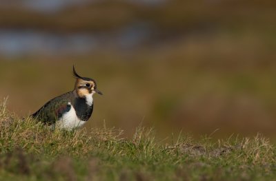 Northern Lapwing / Kievit