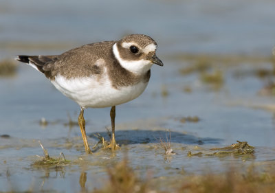 Ringed plover / Bontbekplevier