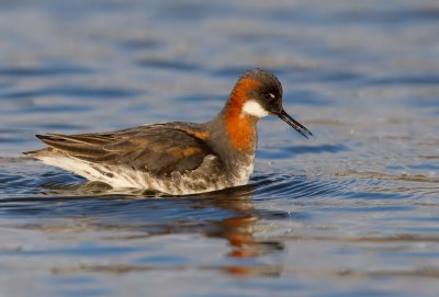 Red-necked Phalarope / Grauwe Franjepoot