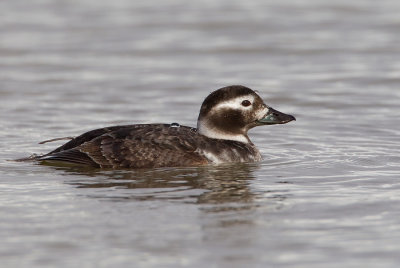 Long-tailed duck / IJseend