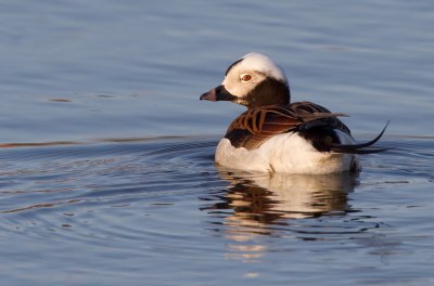 Long-tailed duck / IJseend