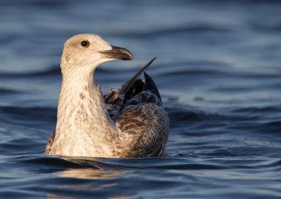 Greater Black-backed Gull / Grote mantelmeeuw