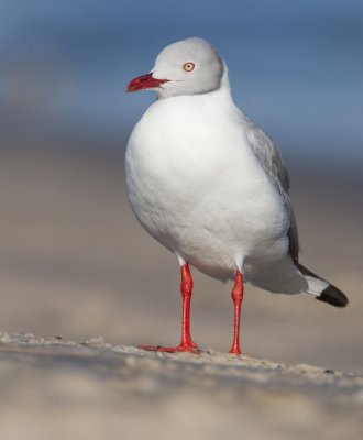 Grey-headed Gull / Grijskopmeeuw