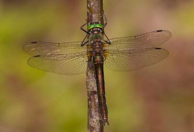 Downy Emerald / Smaragdlibel