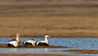 King eider with common eider / Koningseider met eidereenden