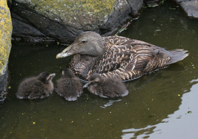 Common Eider / Eidereend