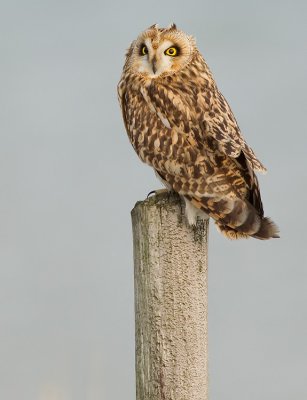 Short-eared owl / Velduil