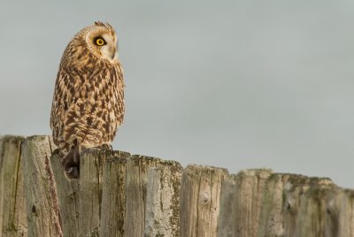 Short-eared owl / Velduil
