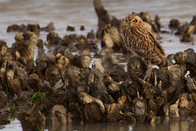 Short-eared owl / Velduil