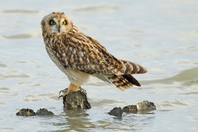 Short-eared owl / Velduil