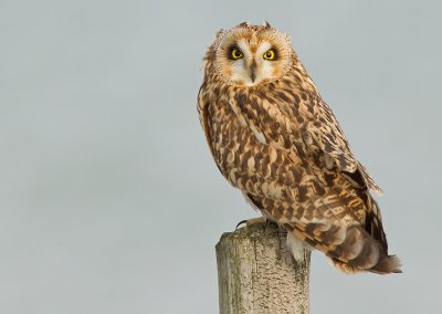 Short-eared owl / Velduil