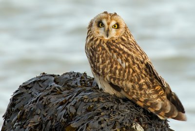 Short-eared owl / Velduil