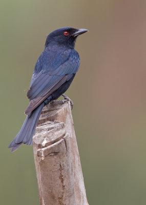 Glossy-backed Drongo / Treurdrongo