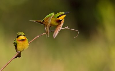 Little bee-eater / Dwergbijeneter