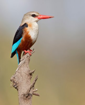 Grey-headed kingfisher / Grijskopijsvogel