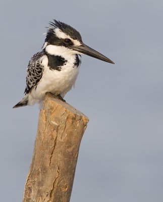 Pied Kingfisher / Bonte IJsvogel
