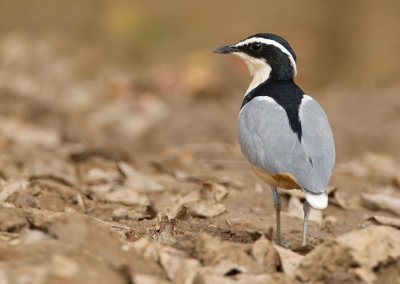 Egyptian plover / Krokodilwachter