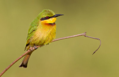 Little bee-eater / Dwergbijeneter