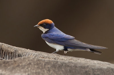 Wire-tailed Swallow / Roodkruinzwaluw