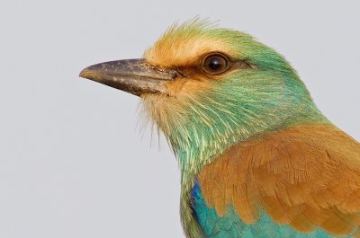 Abyssinian Roller / Sahelscharrelaar