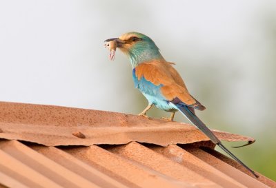 Abyssinian Roller / Sahelscharrelaar