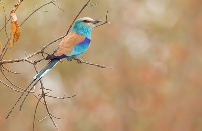 Abyssinian Roller / Sahelscharrelaar