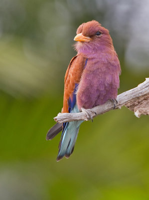 Broadbilled roller / Breedbekscharrelaar