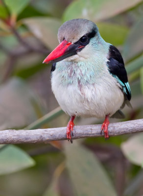 Blue- breasted Kingfisher / Teugelijsvogel