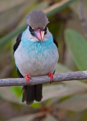 Blue- breasted Kingfisher / Teugelijsvogel