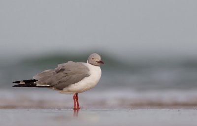 Grey-headed Gull / Grijskopmeeuw