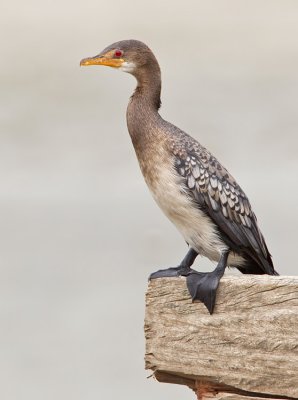 Long-tailed cormorant / Afrikaanse dwergaalscholver