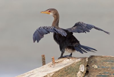 Long-tailed cormorant / Afrikaanse dwergaalscholver