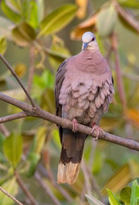 Red-eyed dove / Roodoogtortel