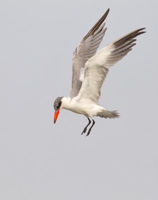 Caspian tern / Reuzenstern