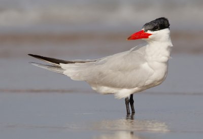 Caspian tern / Reuzenstern