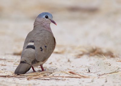 Blue-spotted wood dove / Staalvlekduif