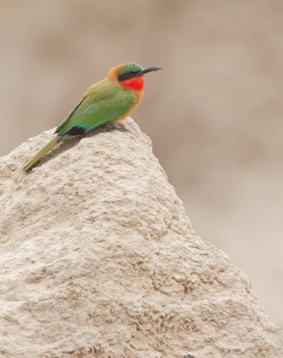 Red-throated bee-eater / Roodkeelbijeneter