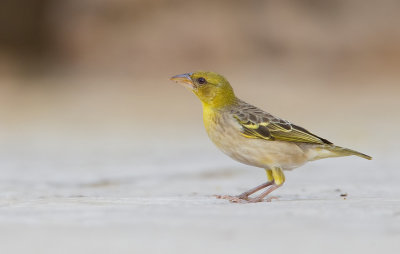 Village weaver / Grote textorwever