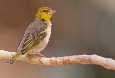 Village weaver / Grote textorwever