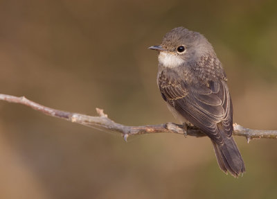 Swamp flycatcher / Moerasvliegenvanger