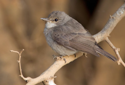 Swamp flycatcher / Moerasvliegenvanger