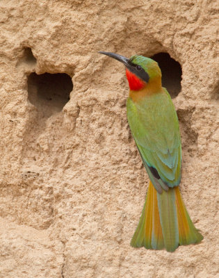 Red-throated bee-eater / Roodkeelbijeneter