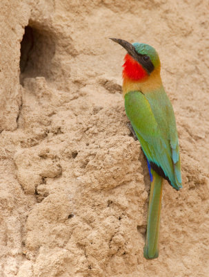 Red-throated bee-eater / Roodkeelbijeneter