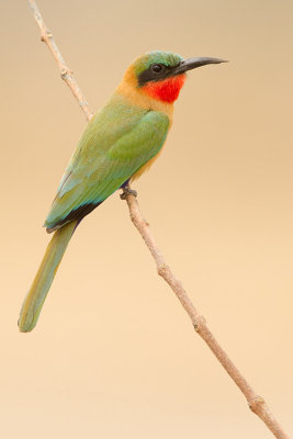 Red-throated bee-eater / Roodkeelbijeneter