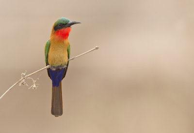 Red-throated bee-eater / Roodkeelbijeneter